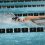 swim, hawks, swim