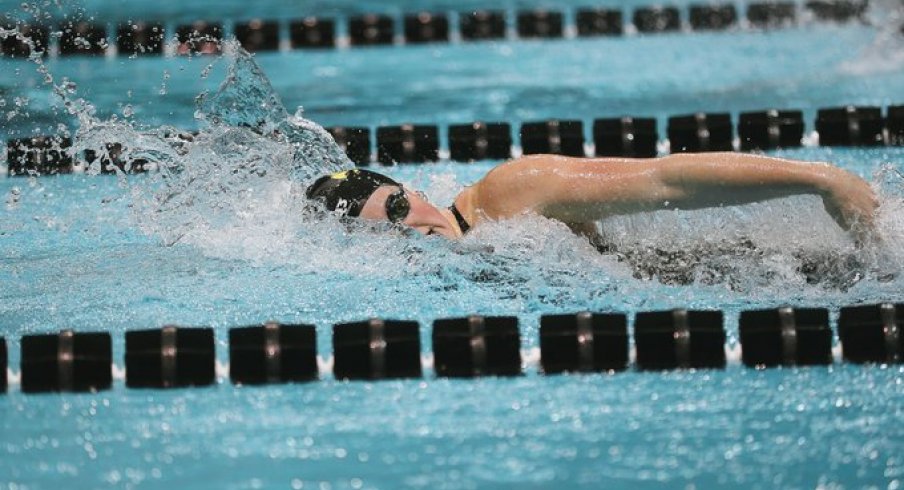 swim, hawks, swim